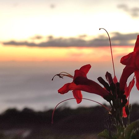 El Jardin De Las Pleyades Los Llanos De Aridane Kültér fotó